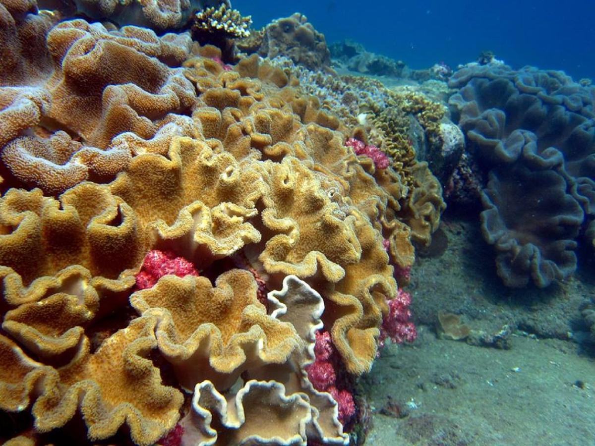 Seadina Coral Home マータラ エクステリア 写真